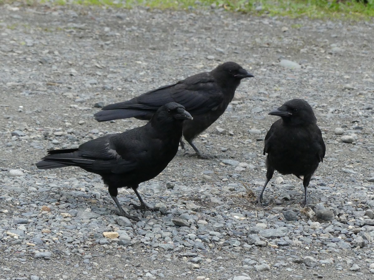 Common Raven - ML522224531