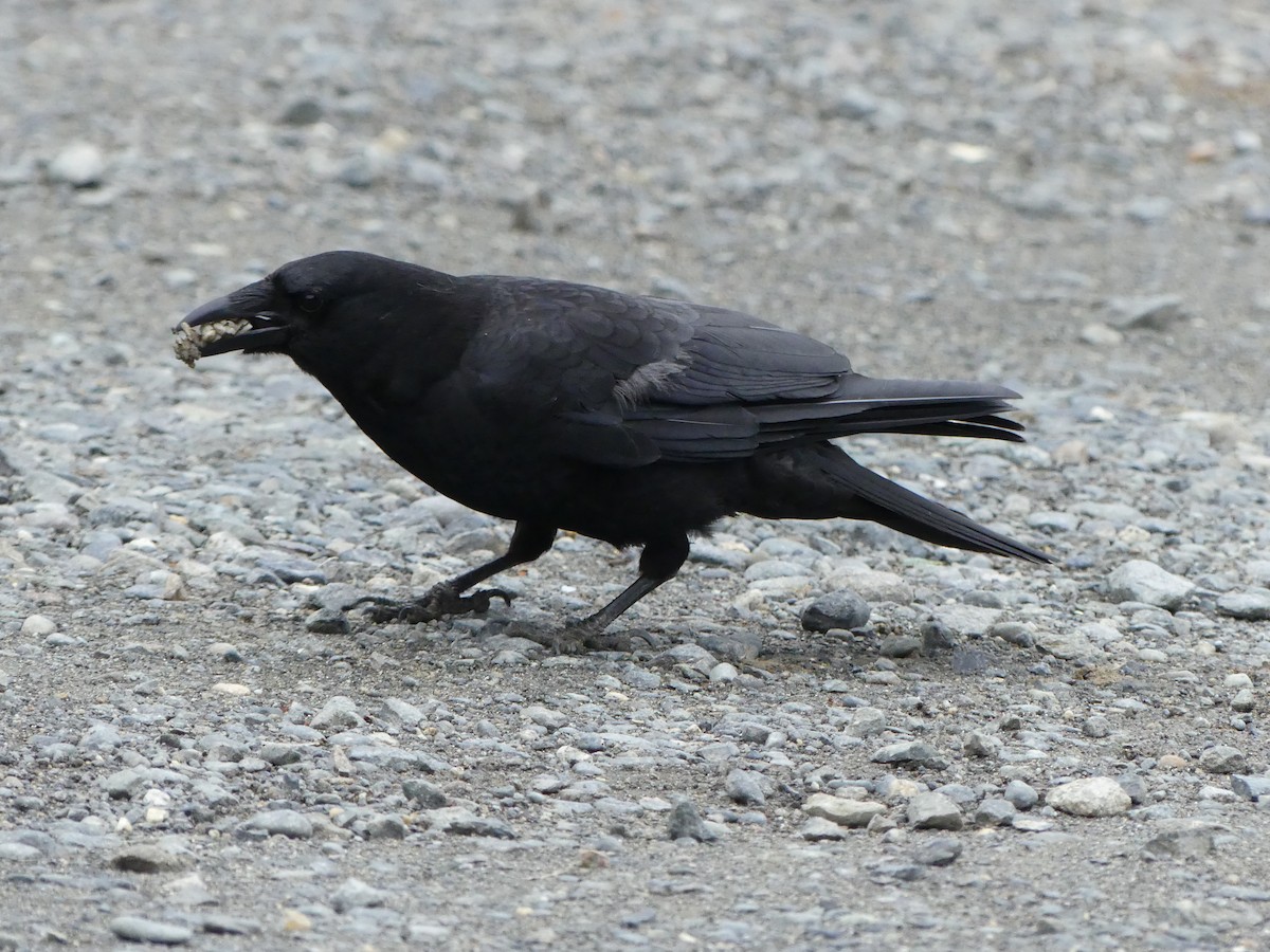 Common Raven - ML522224541