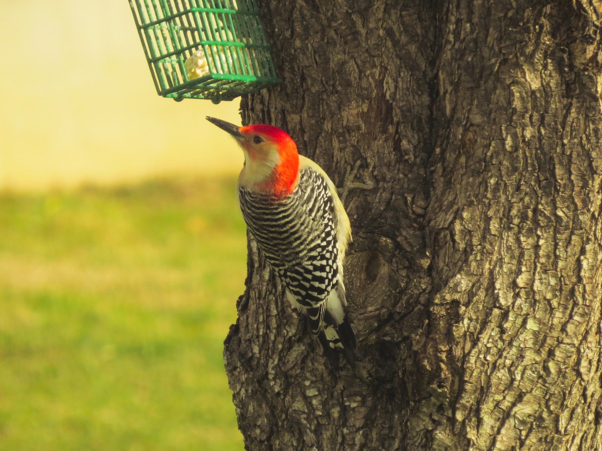 eBird Checklist 9 Jan 2023 Kingwood 3 species