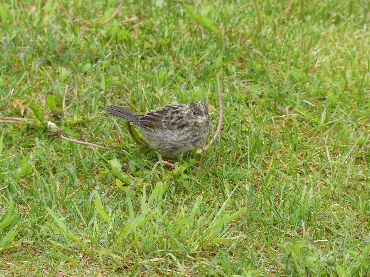 Golden-crowned Sparrow - ML522225221