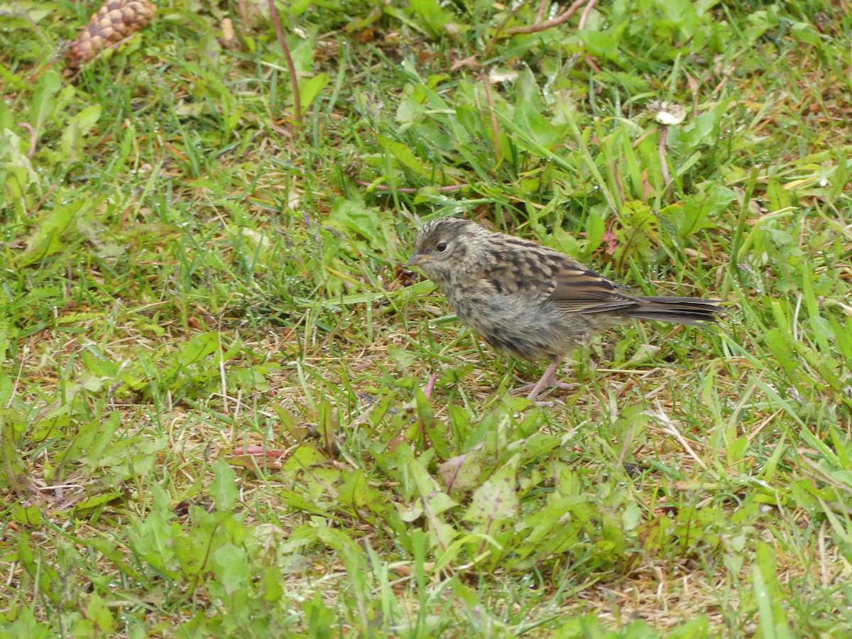 Golden-crowned Sparrow - ML522225231