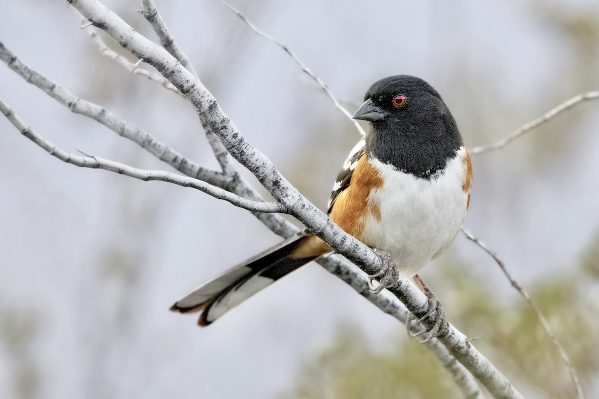 Spotted Towhee - Michael Stremciuc