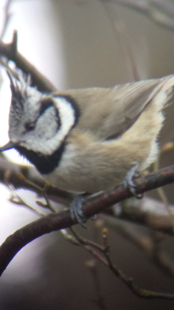Crested Tit - ML522231241
