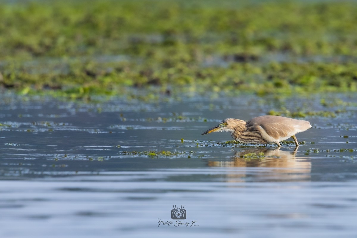 Indian Pond-Heron - Mohith Shenoy