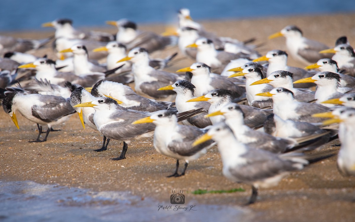 Great Crested Tern - ML522233241