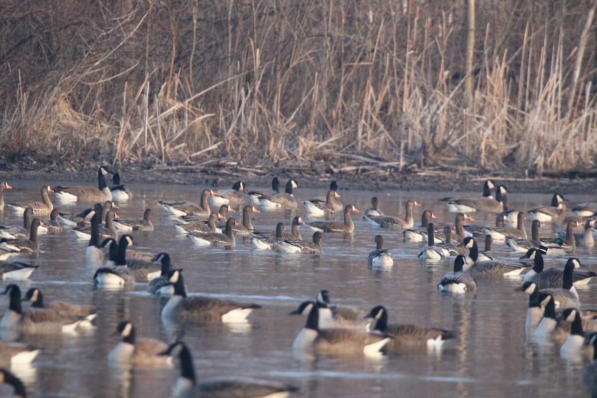 eBird Checklist 9 Jan 2023 Celery Bog Nature Area 30 species (+2 other taxa)