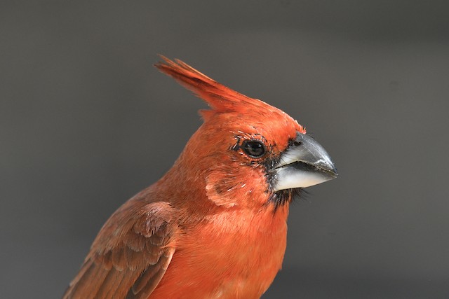 Adult Male Vermilion Cardinal.&nbsp; - Vermilion Cardinal - 