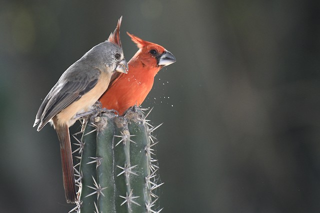 Definitive Basic (or Formative) Female (left) and Male (right) Vermilion Cardinals. - Vermilion Cardinal - 