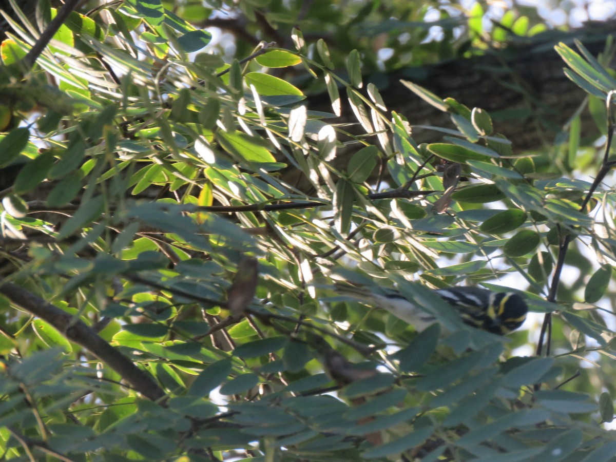 Black-throated Gray x Townsend's Warbler (hybrid) - ML522239201