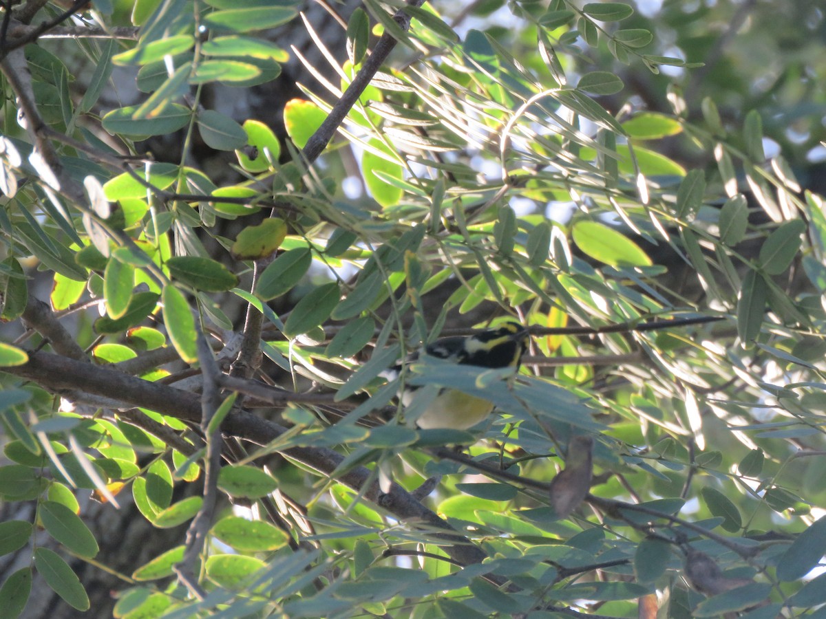 Black-throated Gray x Townsend's Warbler (hybrid) - ML522239211