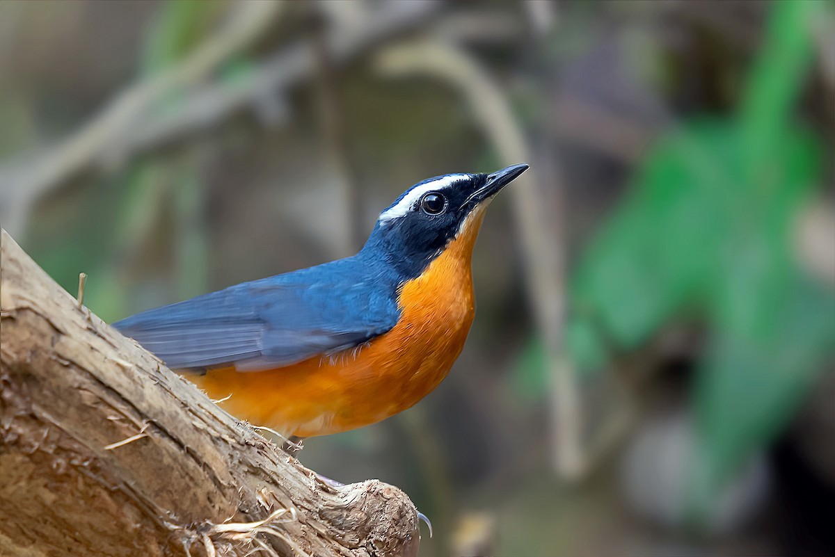 Indian Blue Robin - Rajkumar Das