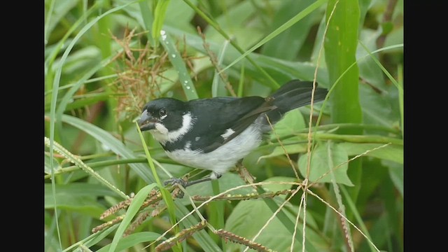 Variable Seedeater - ML522244421