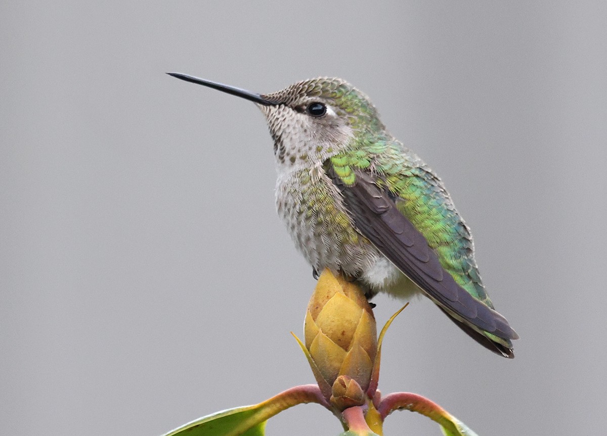 Anna's Hummingbird - ML522251401