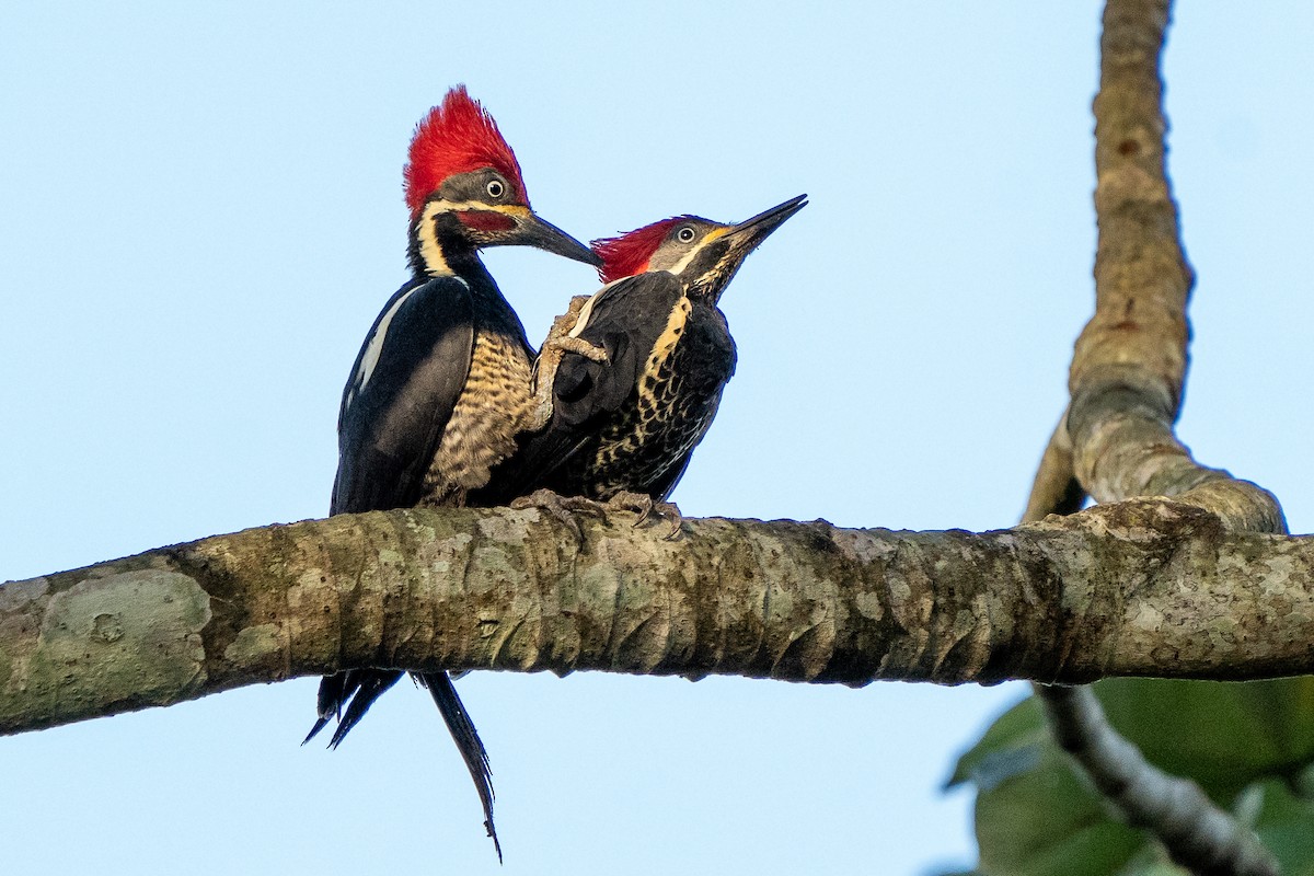 Lineated Woodpecker - Anthony Batista