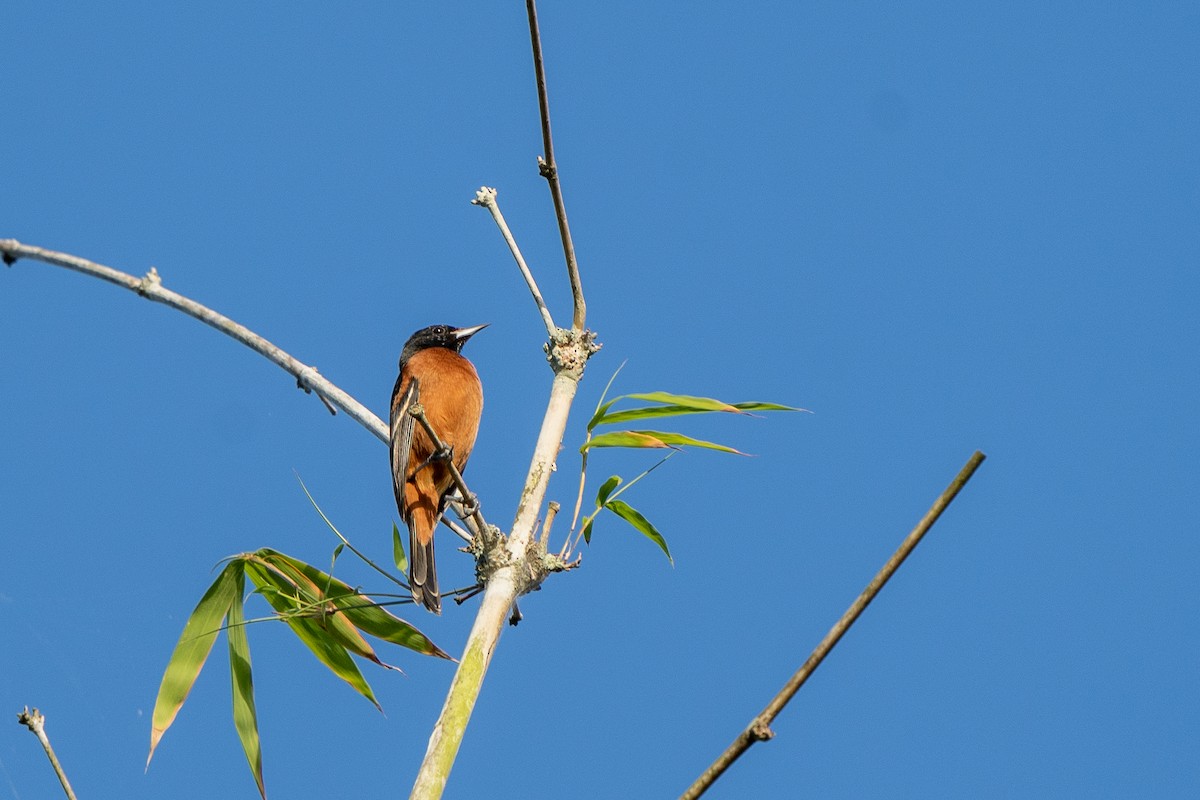 Orchard Oriole - Anthony Batista