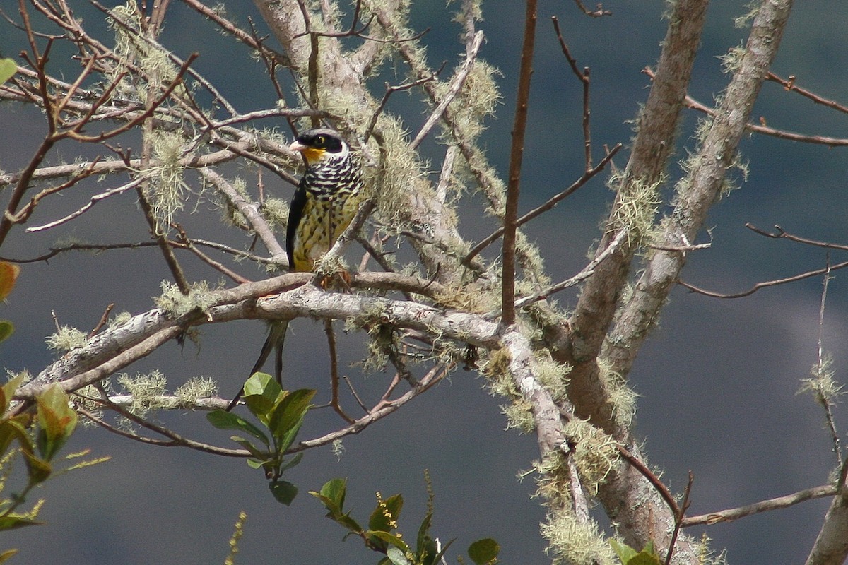 Swallow-tailed Cotinga (Palkachupa) - ML522253751