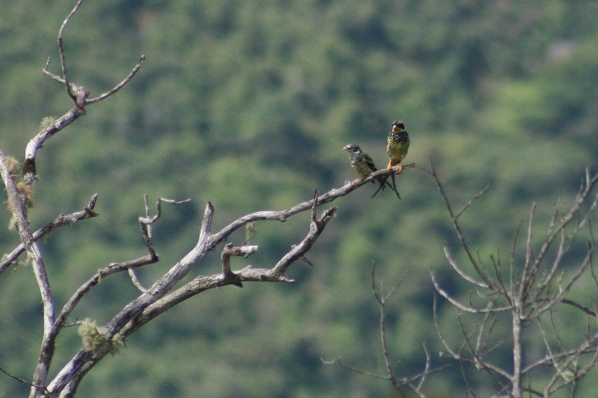 Swallow-tailed Cotinga (Palkachupa) - ML522253761