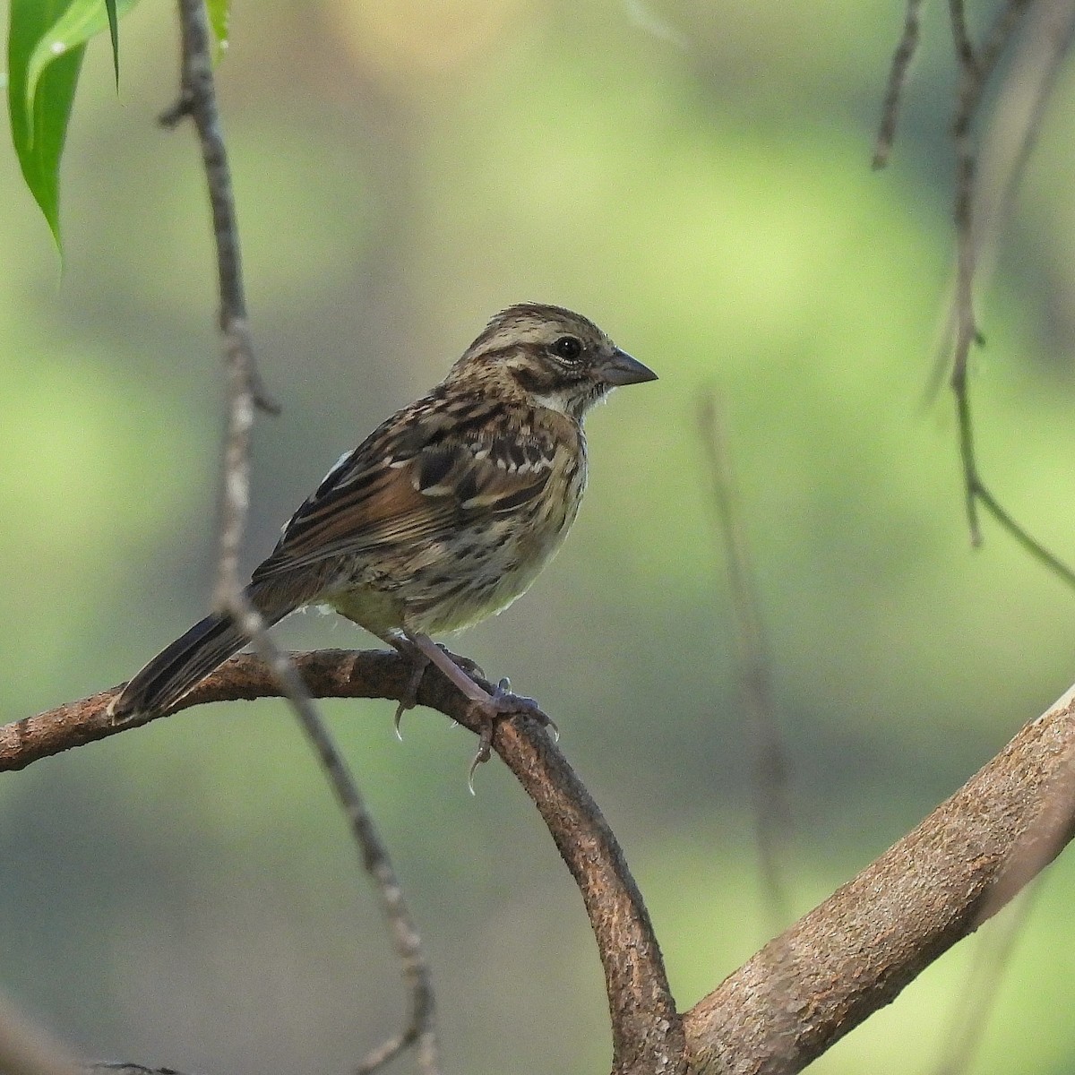Rufous-collared Sparrow - ML522254511