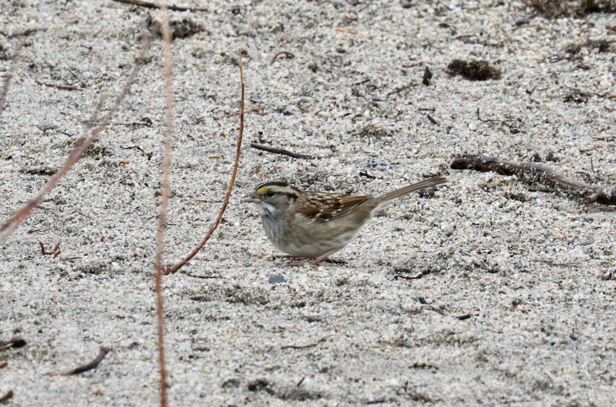 White-throated Sparrow - ML522255551