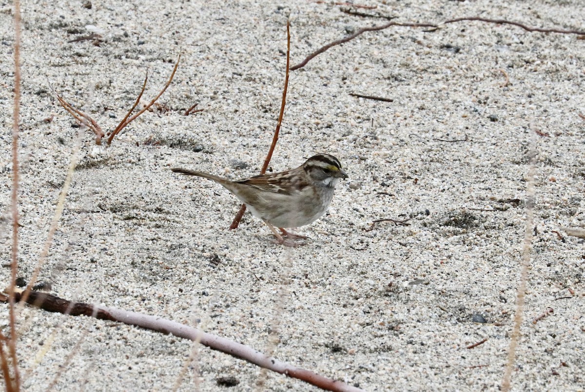 White-throated Sparrow - ML522255691