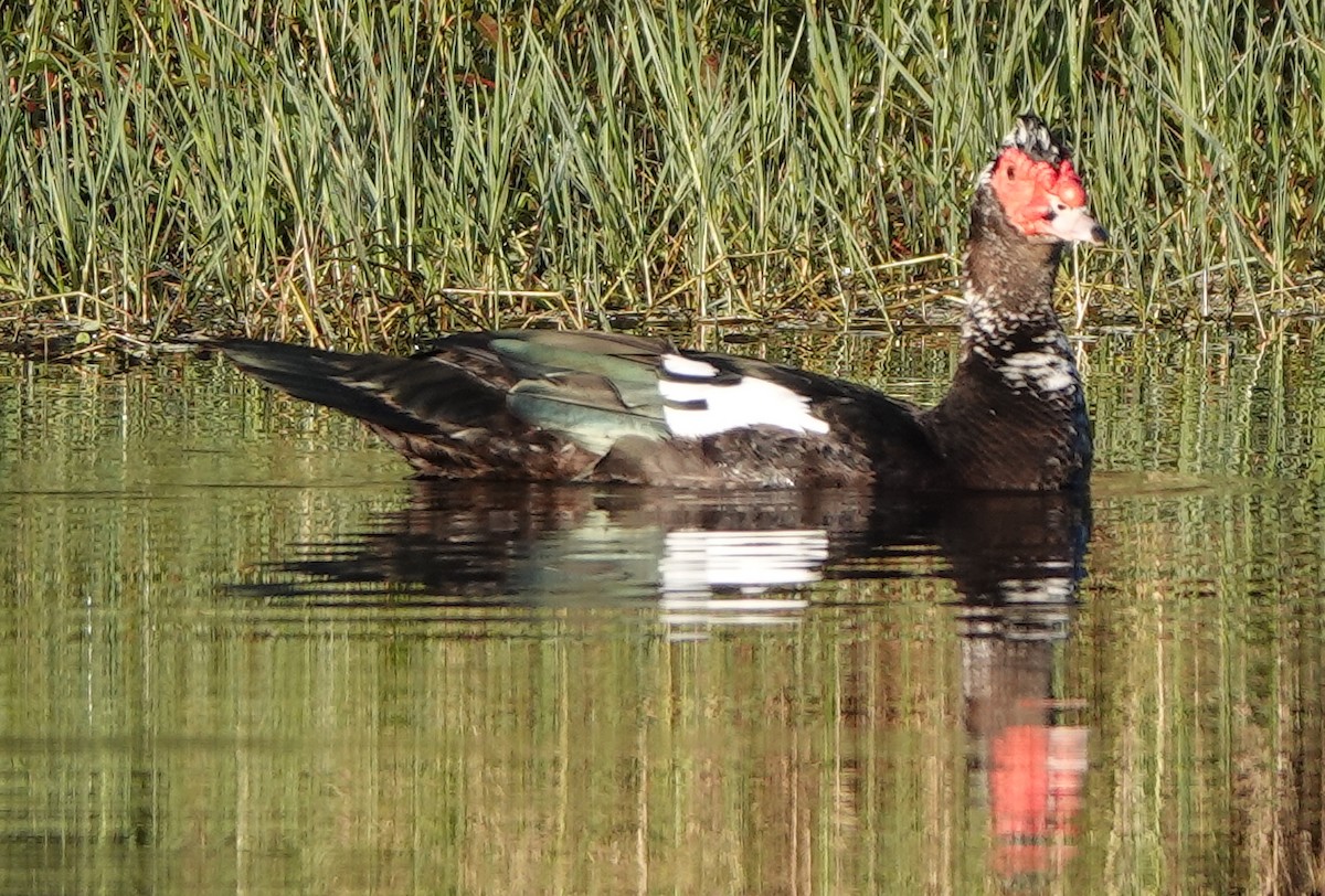 Muscovy Duck (Domestic type) - ML522257121