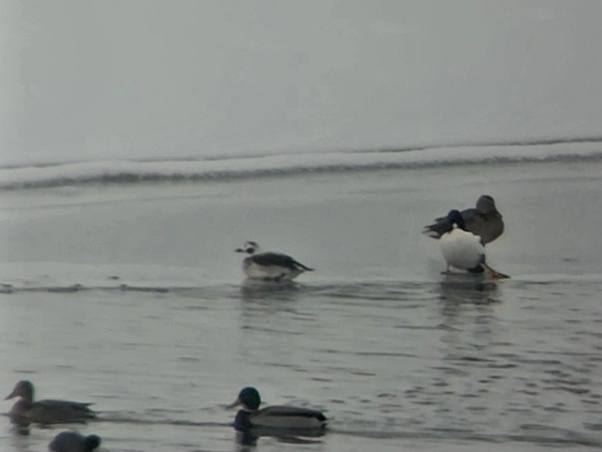 Long-tailed Duck - ML522257601