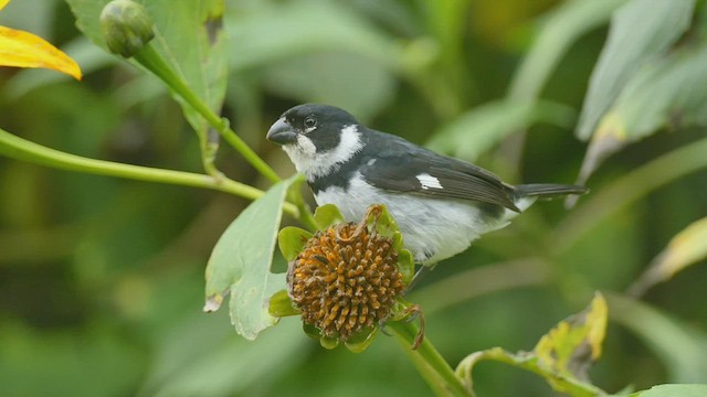 Variable Seedeater - ML522258521