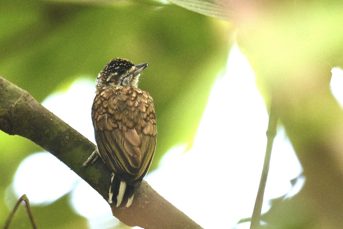 Scaled Piculet - ML522261521