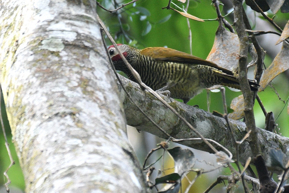 Golden-olive Woodpecker - ML522261731
