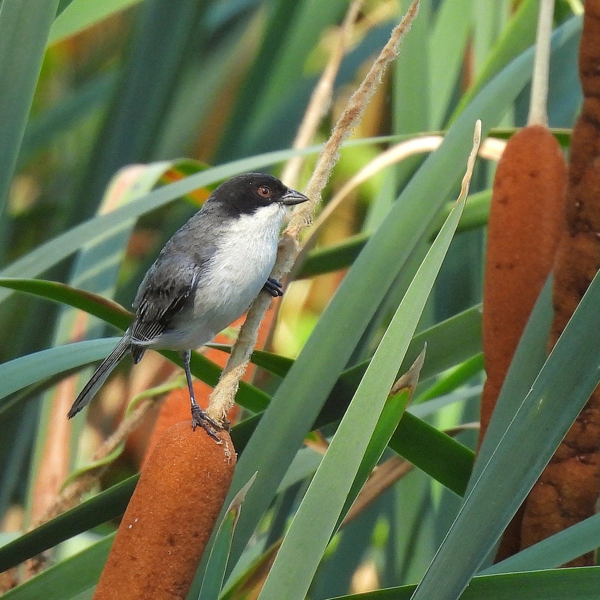 Black-capped Warbling Finch - ML522261761