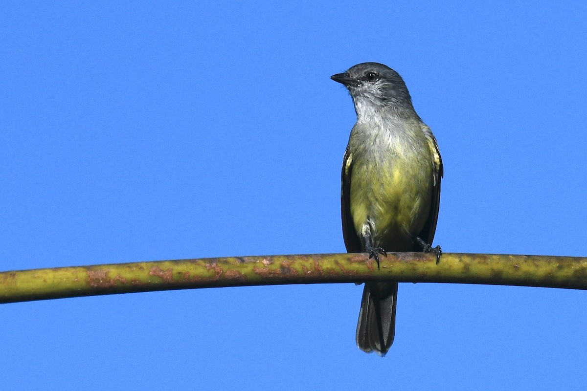 Yellow-crowned Tyrannulet - ML522262601