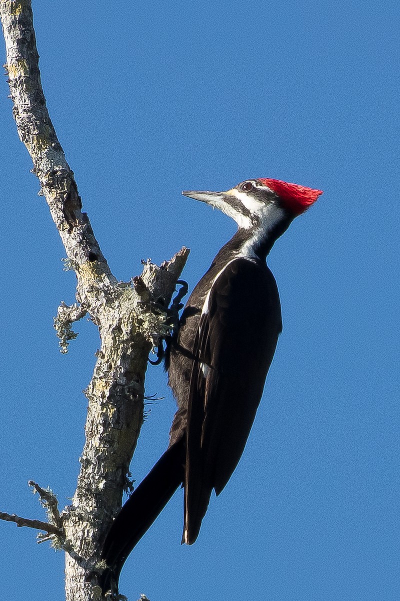 Pileated Woodpecker - ML522265561
