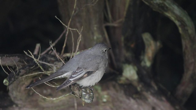 Townsend's Solitaire - ML522267921