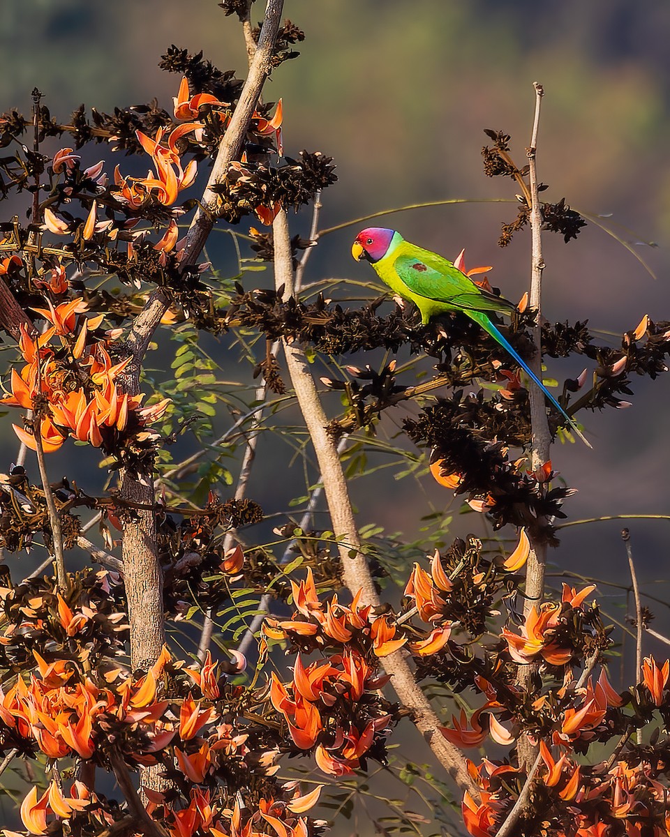 Plum-headed Parakeet - drdharmesh patel