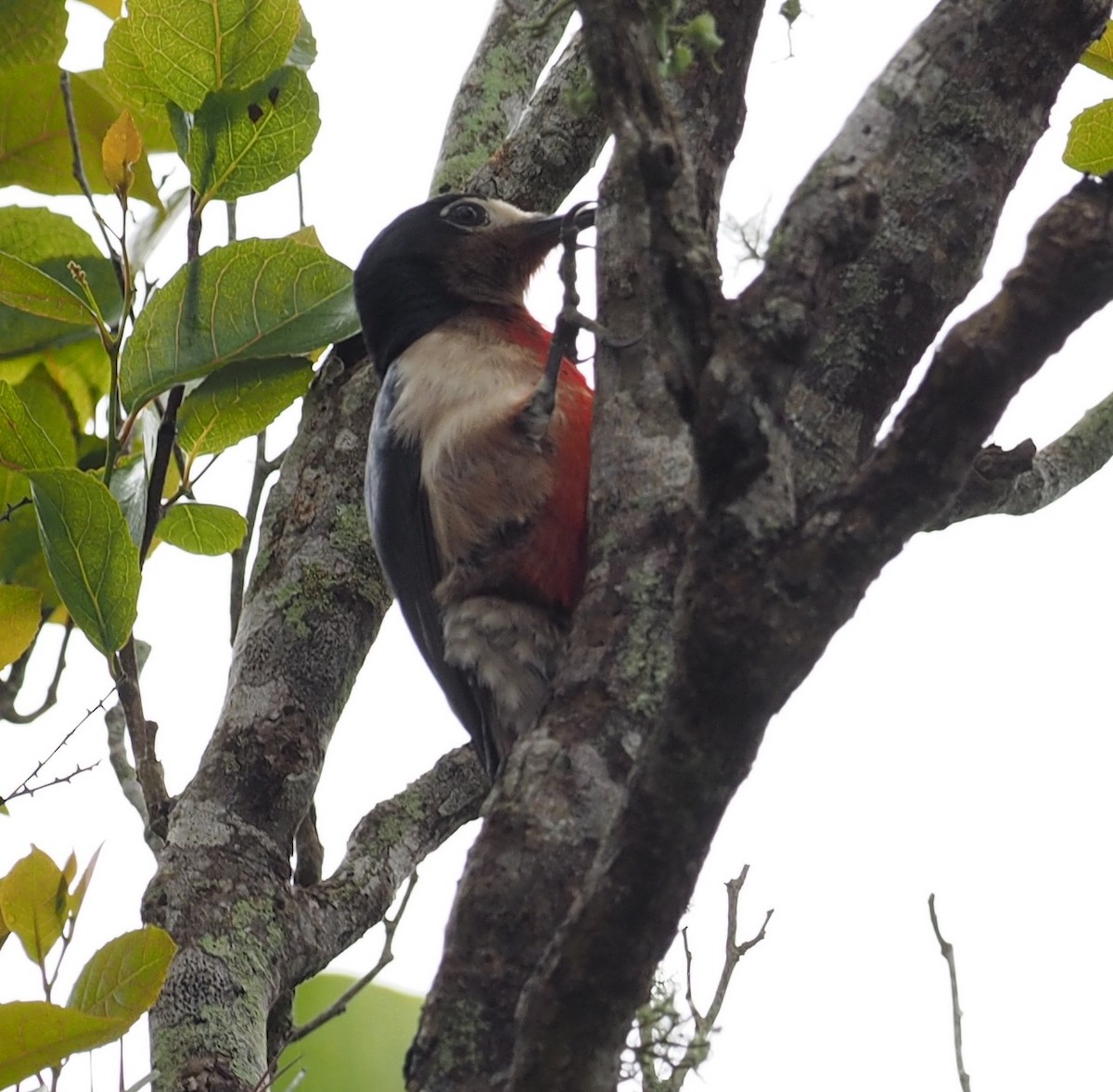 Puerto Rican Woodpecker - ML52226841
