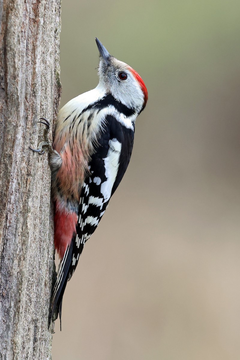 Middle Spotted Woodpecker - ML522268441