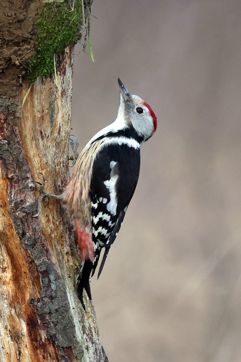 Middle Spotted Woodpecker - ML522268451