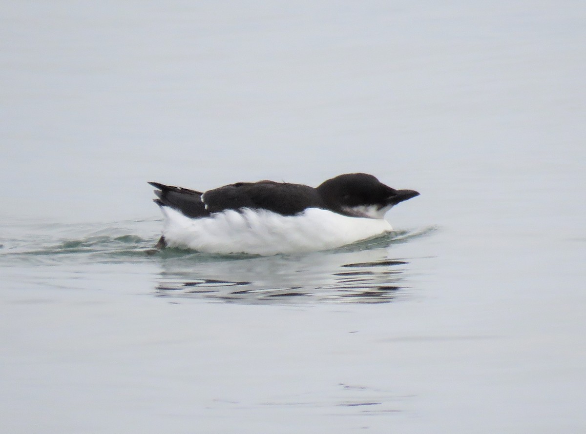 Thick-billed Murre - ML522270201