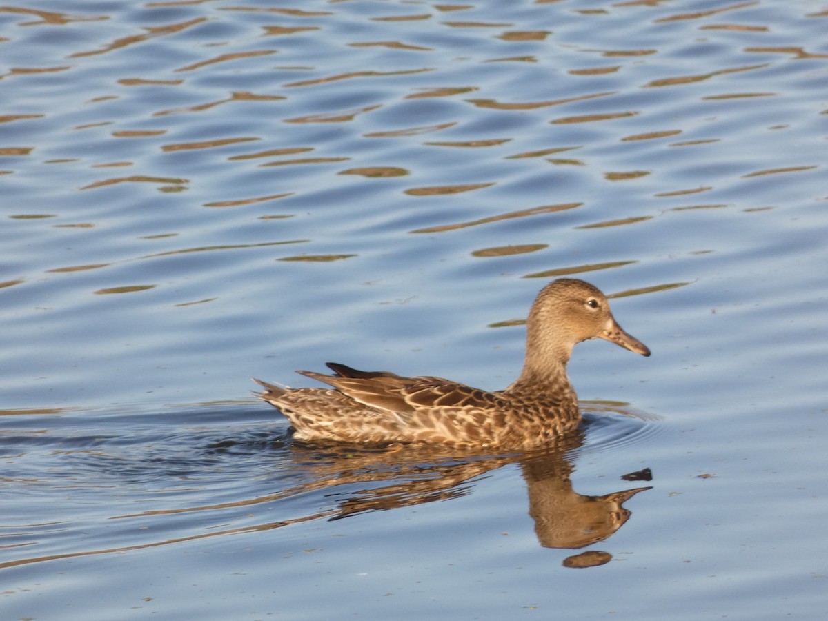 eBird Checklist - 5 Nov 2022 - Lewisville Lake Environmental Learning ...