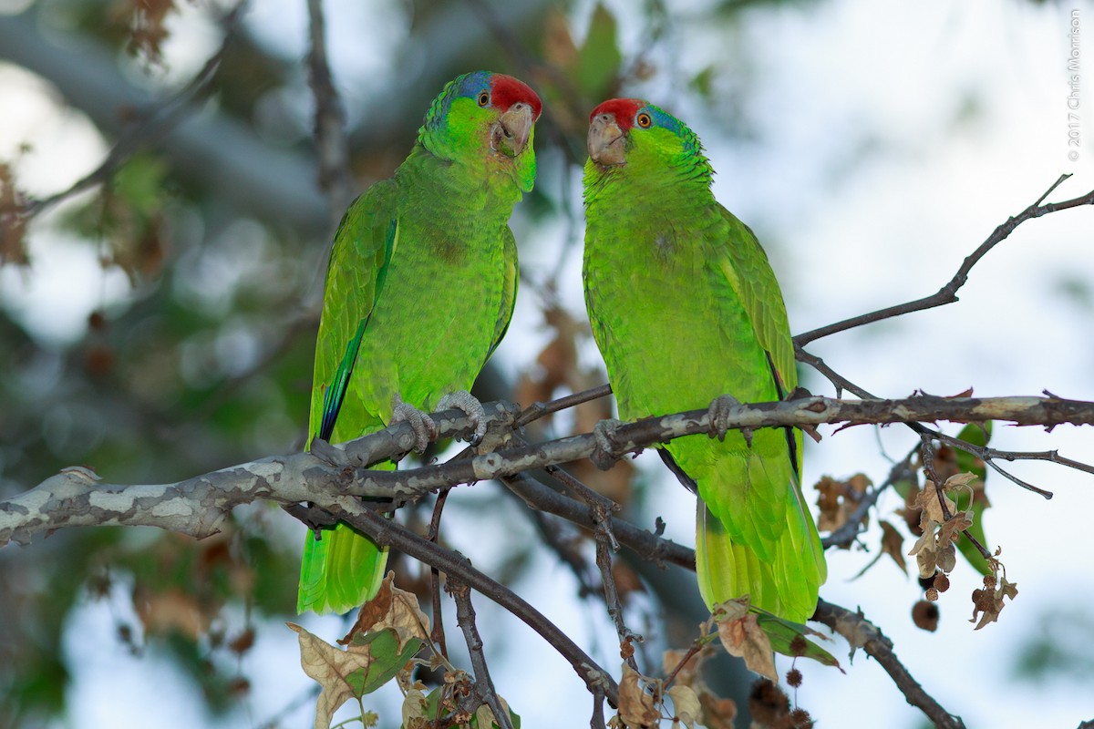 Red-crowned Parrot - ML52227151