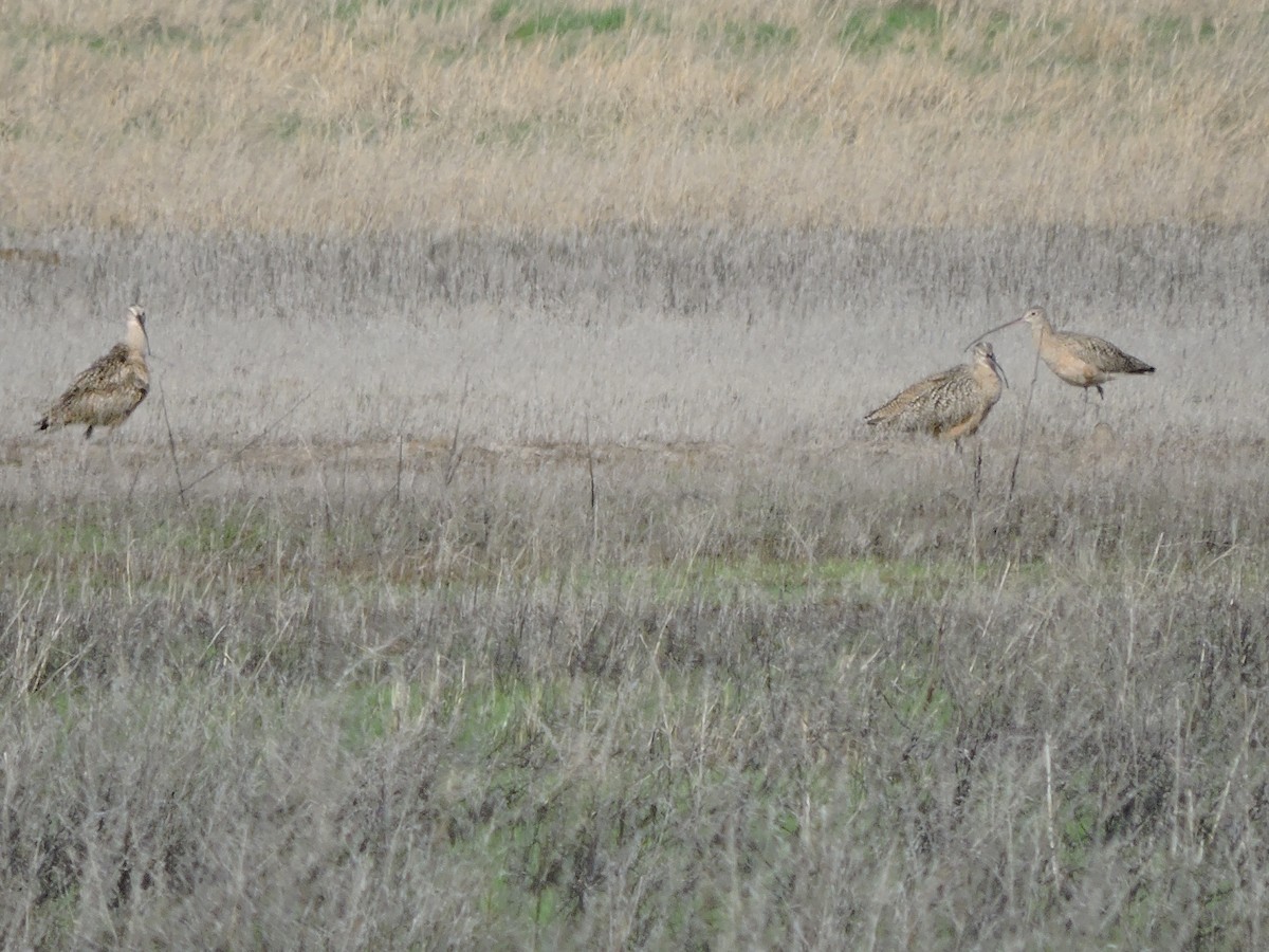 Long-billed Curlew - ML52227861