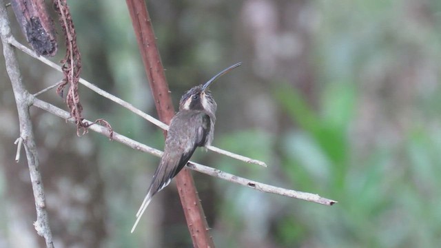 Scale-throated Hermit - ML522280741