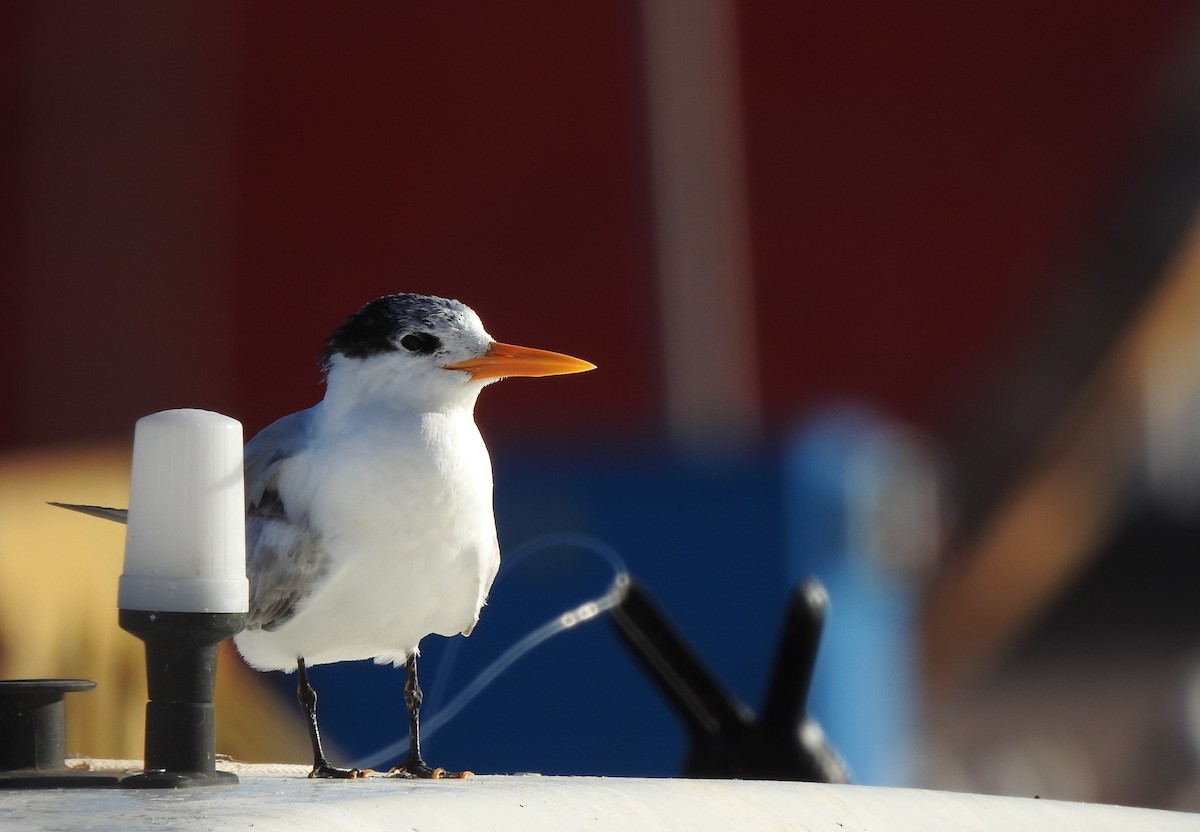 Lesser Crested Tern - BLAS LOPEZ