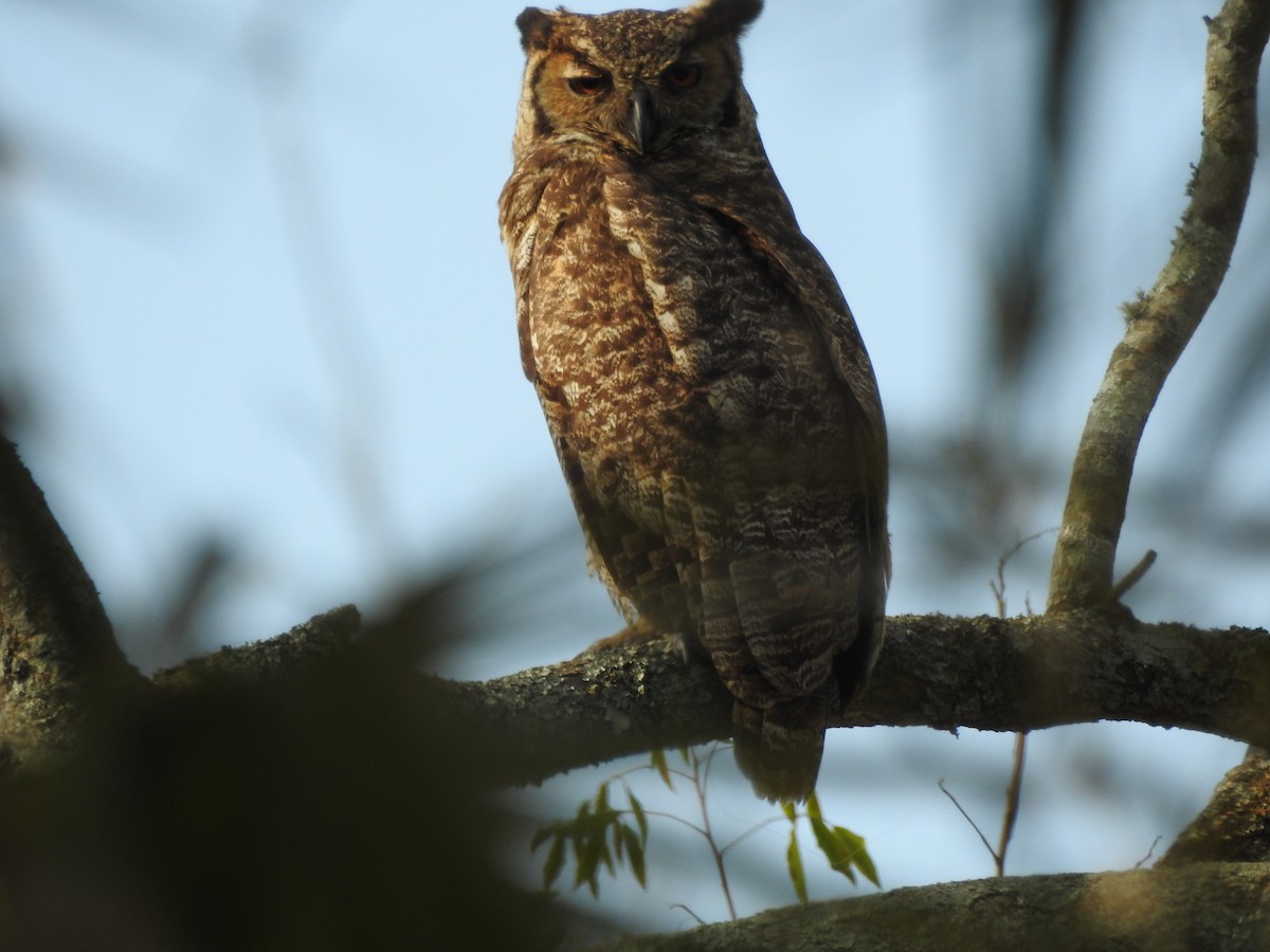 Great Horned Owl - ML522281751