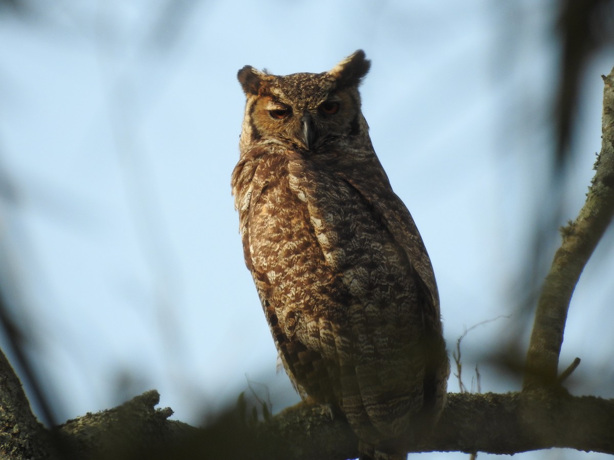 Great Horned Owl - ML522281761