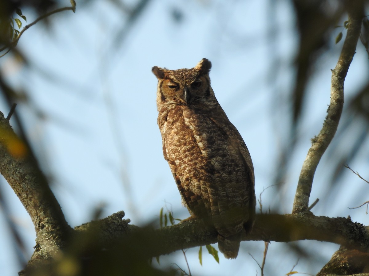 Great Horned Owl - ML522281771