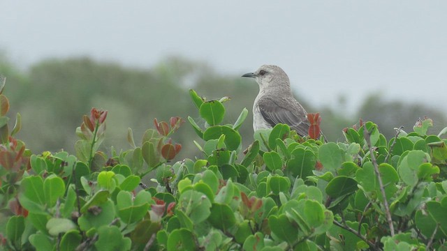 Tropical Mockingbird (Southern) - ML522282261