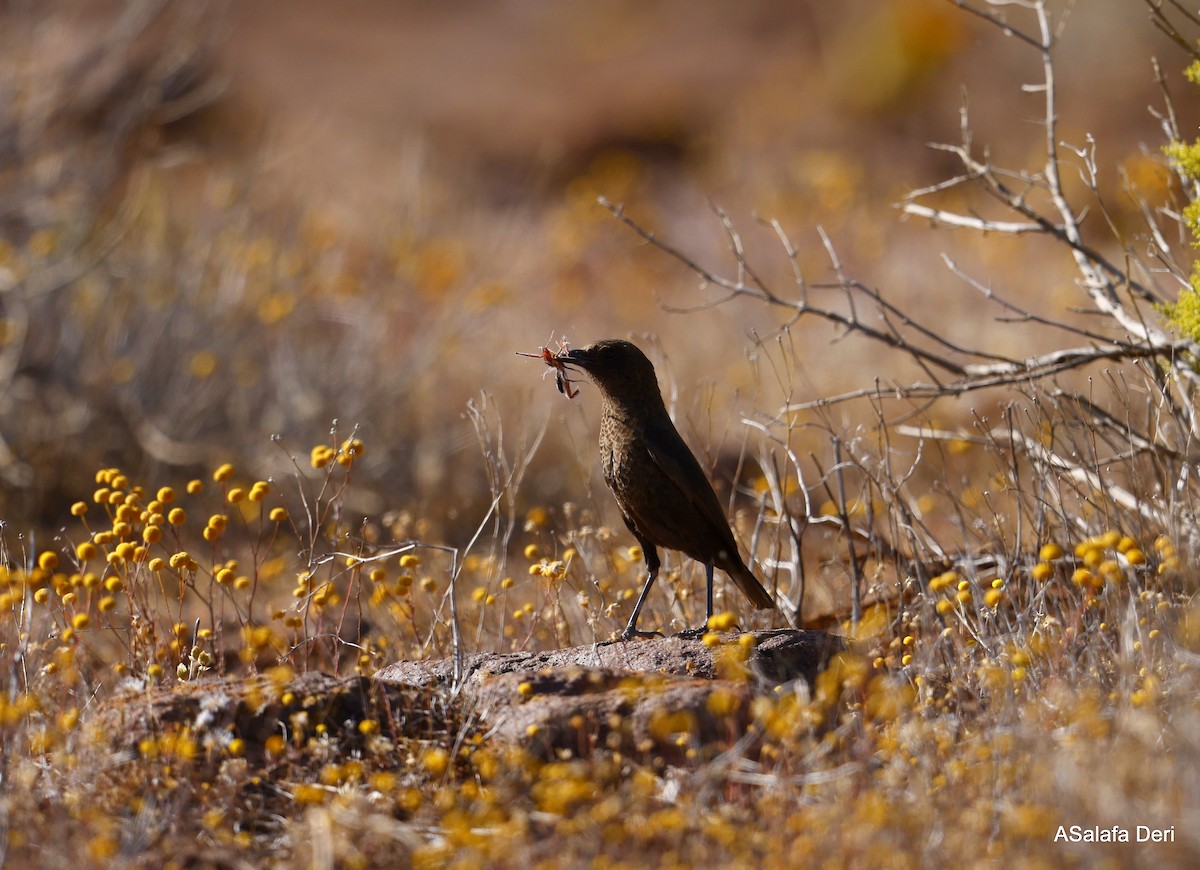 Southern Anteater-Chat - ML522285701