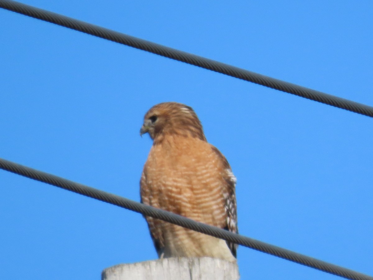 Red-shouldered Hawk - Darrell Peterson