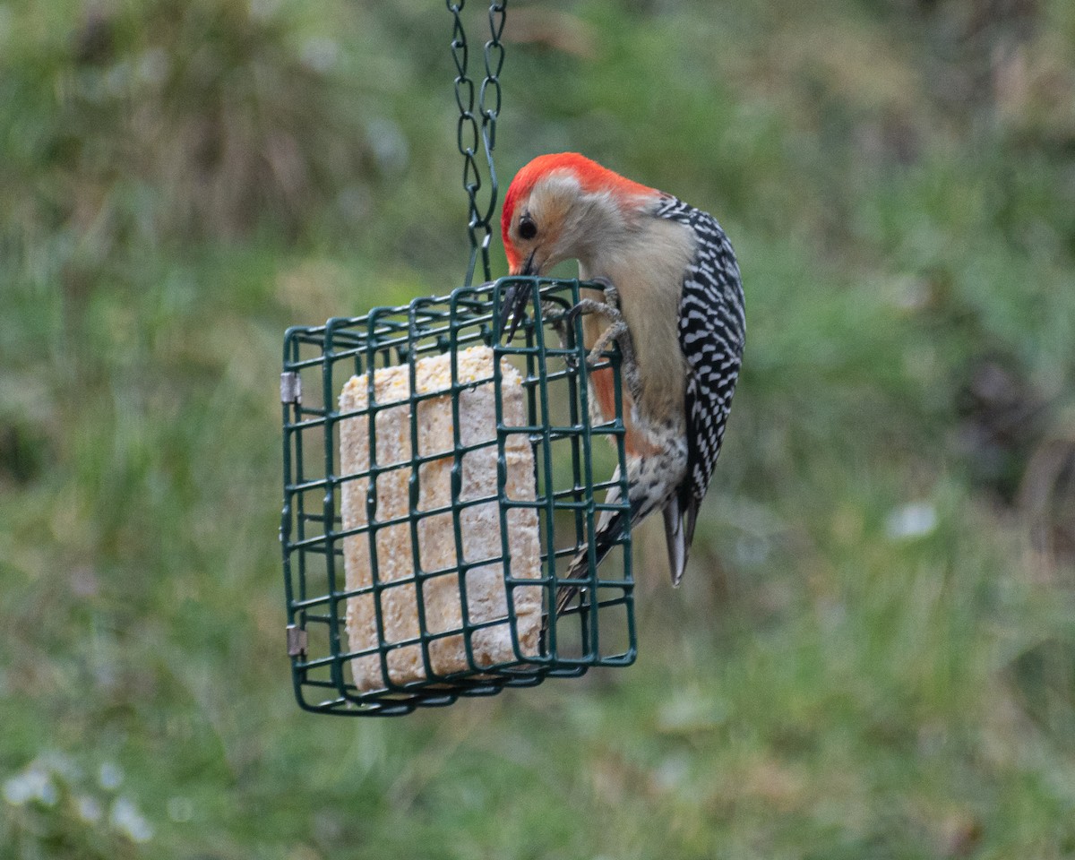 Red-bellied Woodpecker - ML522291551